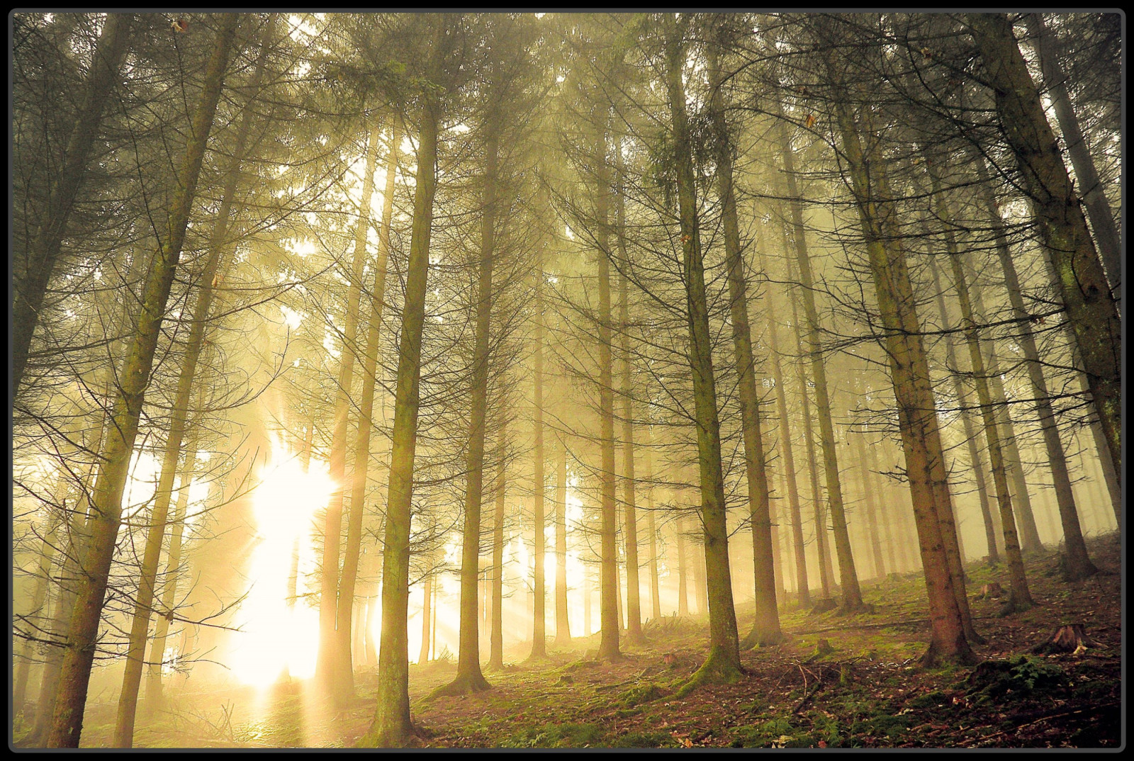 slunečnímu záření, les, Příroda, dřevo, větev, svítání, ráno, Německo, mlha, slunce, prach, kolínská, UMĚNÍ, světlo, strom, podzim, mlha, list, rostlina, sezóna, tvořivý, anawesomeshot, theunforgettablepictures, bestcapturesaoi, mywinners, aplusphoto, platinumphoto, rubyphotographer, damniwishidtakenthat, superaplus, flickrslegend, Oberberg, vanagram, lesamisdupetitprince, zálesí, topofthefog, platinumheartawards, místo výskytu, přírodní prostředí, atmosférický jev, dřevina, ekosystém, mírné jehličnatý les, opadavý, alwaysexcellent