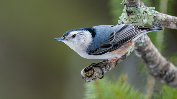nuthatch,bird of prey,nature,photography,blurry background,depth of field