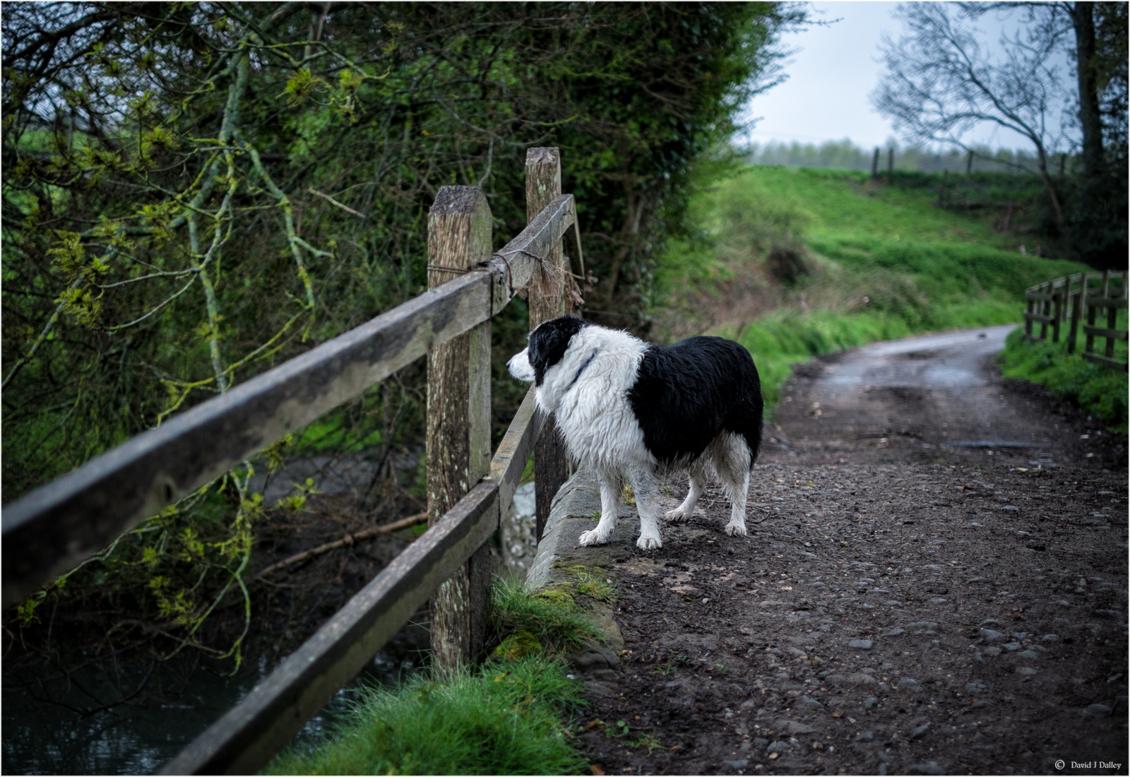 silnice, Spojené království, greatbritain, most, Anglie, Pes, mokrý, déšť, venkovský, Sussex, venkov, národní park, slabé světlo, kolie, proud, sama, dof, deštivý den, Západní Sussex, Spojené království, Británie, ovčák, pruh, Harvey, Potok, psí, border kolie, melancholie, countrylane, Southdowns, countryroad, vlhký, Smutný, englishcountryside, walkies, Midhurst, shallowdepthoffield, shallowdof, mokrý pes, venčení psa, colliedog, workingdog, ruralengland, vlhké počasí, XE1, ruralsussex, sussexvillage, minsted, sussexcountryside, southdownsnationalpark, minstedroad, daviddalley, davidjdalley, minstedfarm, horribleharvey, fujifilmxe1, fujixe1