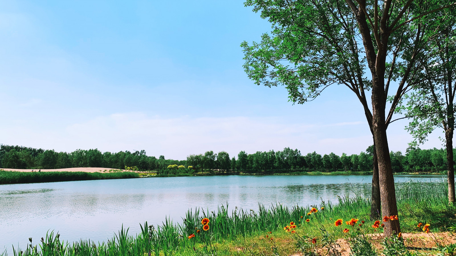 zelená, park, letní, jezero