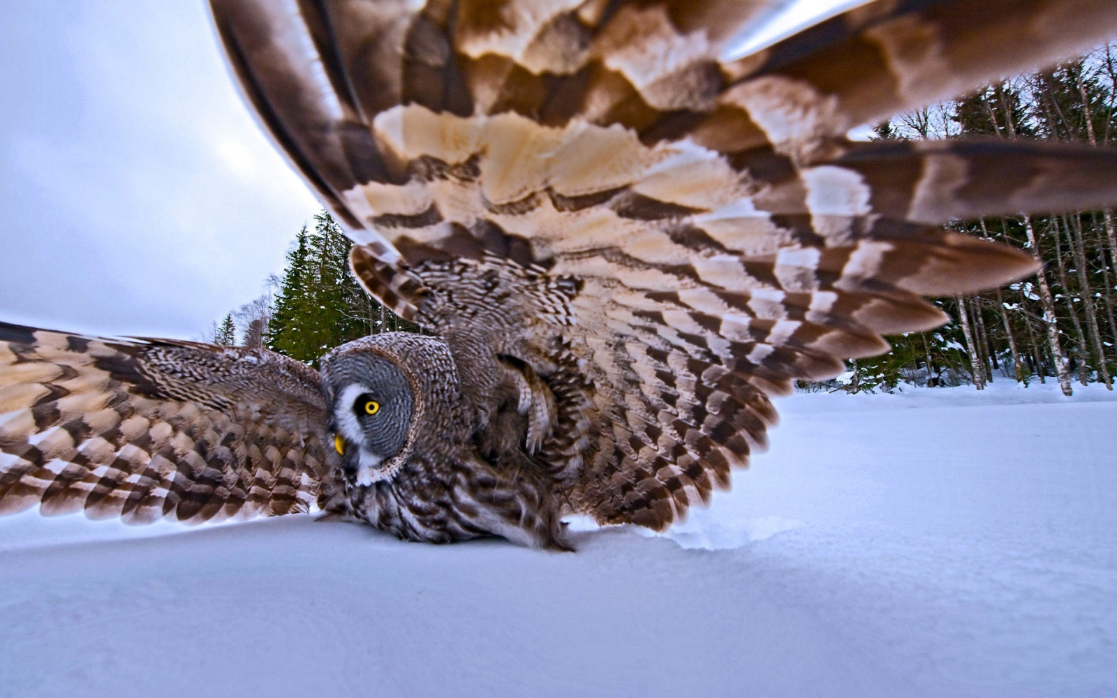ptactvo, zvěř, Volně žijících živočichů, dravý pták, sova, zobák, Sokol, pták, jestřáb, křídlo, fauna, 1920x1200 px, obratlovců, zblízka