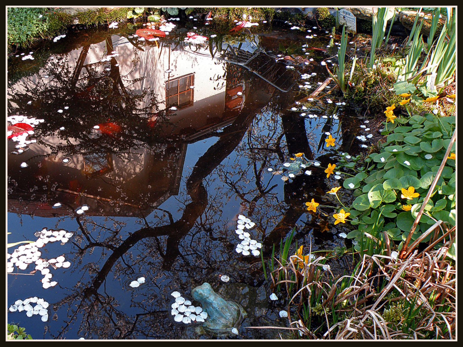 Vídeň, město, květiny, modrý, nebe, rostliny, bílý, Dům, květ, strom, Příroda, voda, žlutý, zahrada, Rakousko, zrcadlo, rybník, Evropa, baum, OTW, beautysecret, natureselegantshots