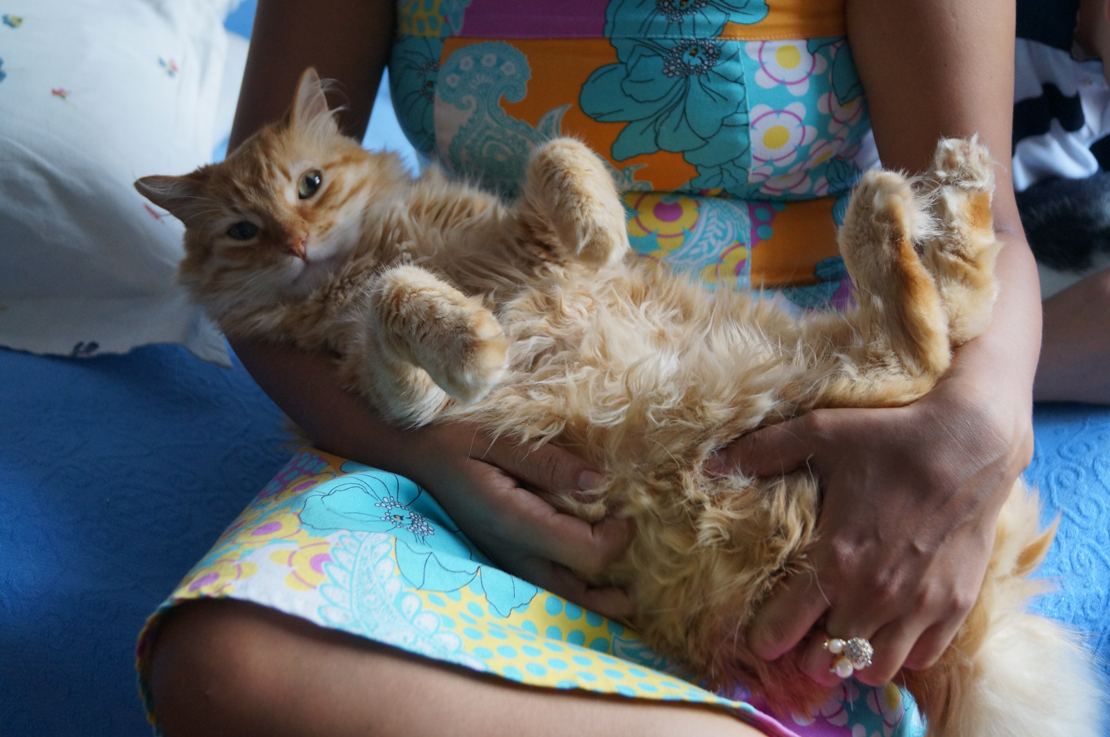 Brazílie, domácí zvíře, minasgerais, Brasil, kočka, Sony, gatos, MG, gato, Belo Horizonte, feliz, alfa, roztomilá kočka, Lindos, gatinho, bh, Fofinho, Gatinhos, Machado, Alexsandra, Fofos, Gatodom stico, sonyalpha, sonyalphadslr, sal1855, Slta 37, alexsandramachado