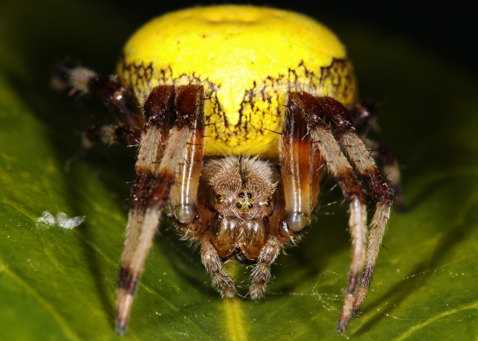 Fondos de pantalla : blanco, Ojos, remolino, insecto, amarillo, marrón ...