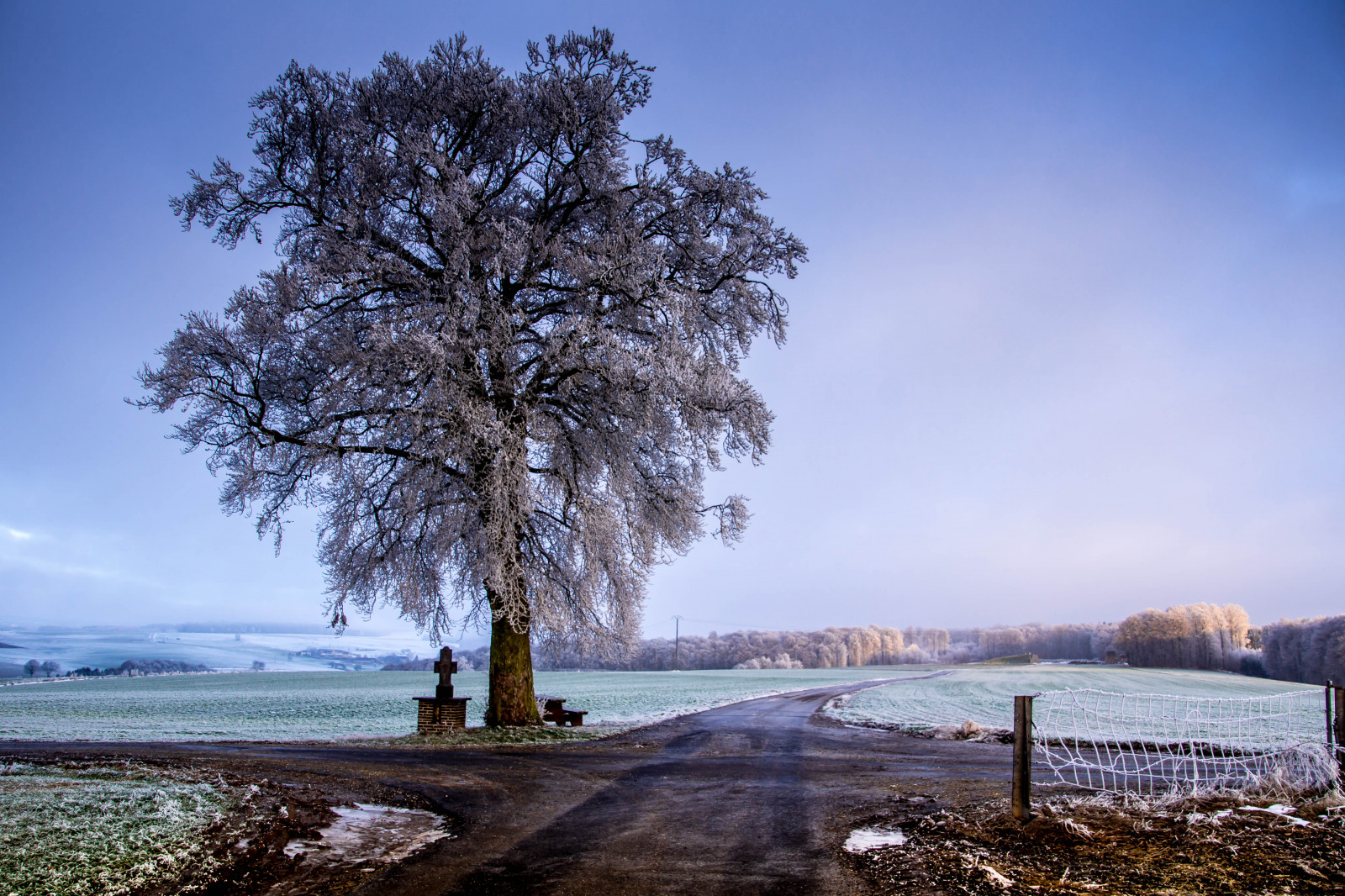 ulice, stromy, zima, sníh, Studený, Příroda, přejít, horizont, arbres, pole, Objev, b UME, Luxemburg, croix, kreuze, parcnatureldelahautes re, colpach, cantonder Dange, roodtlesell, naturparkuewersauer, visiteluxembourg