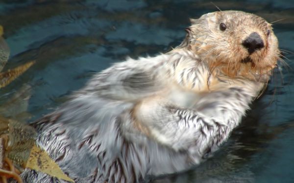 face,otter,swimming,wet,dirty