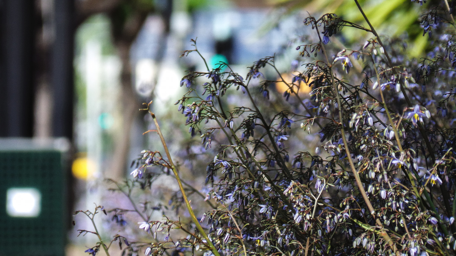 květiny, stín, slunce, nachový, bokeh, Pozadí, Samsung, Adelaide, barvitý, choulostivý, pěšina, gilbertstreet, theen, Delishcafe