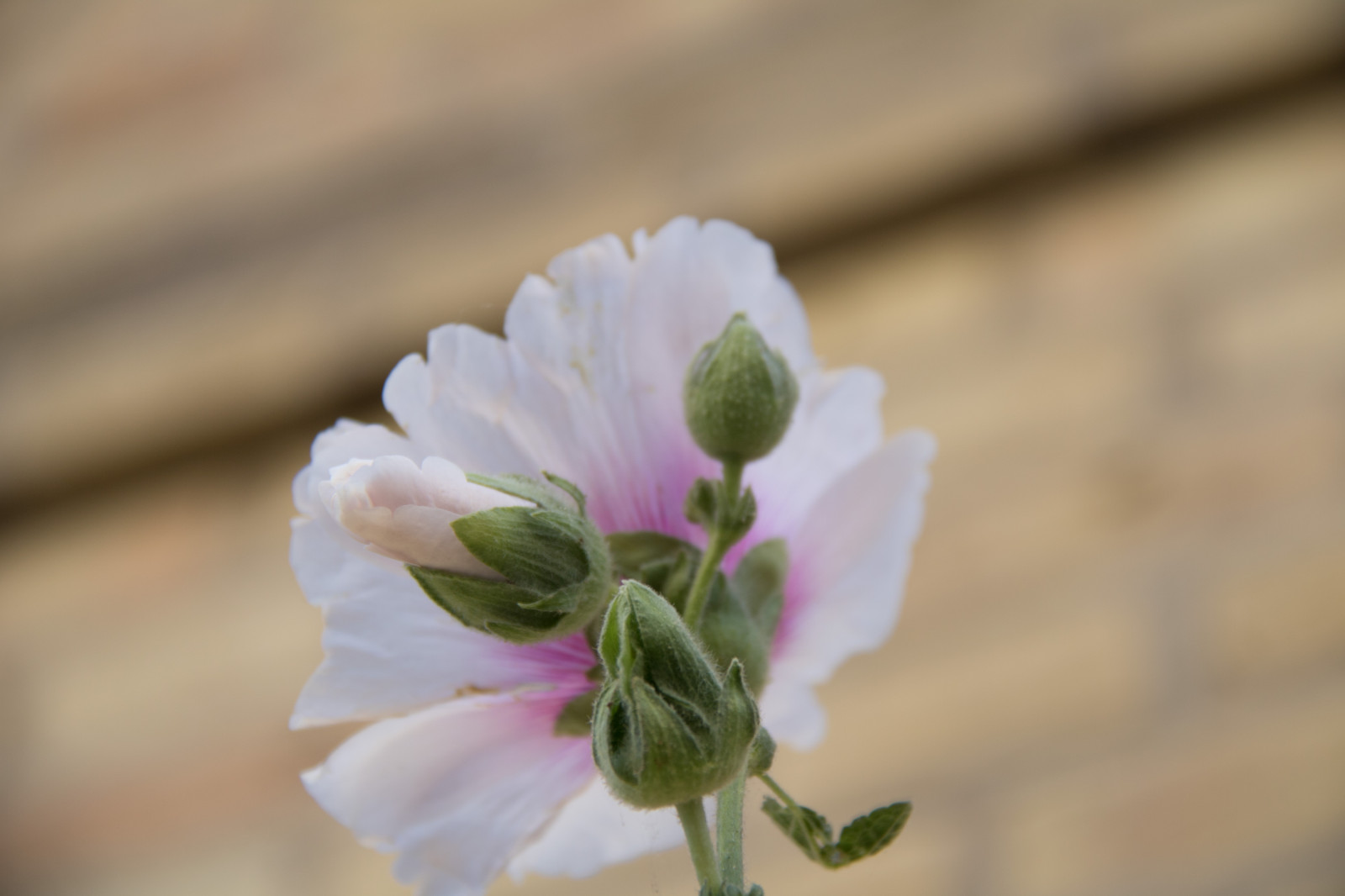 natura, fotografia, verde, fiorire, fiore, pianta, flora, blomma, Lund, stockros, modello canoneos760d exif, geocountry, Marca fotocamera Canon, Geocity, modello di fotocamera canoneos760d, geostate, geolocalizzazione, Lente exif efs18200mmf3556is, apertura exif 56, exif fare canon, exif ISOSPEED 125, exif focalLength 100 millimetri, petalo, altea rosata, Fiore di campo, botanica, impianto di terra, pianta fiorita, avvicinamento, fotografia macro, staminali vegetali