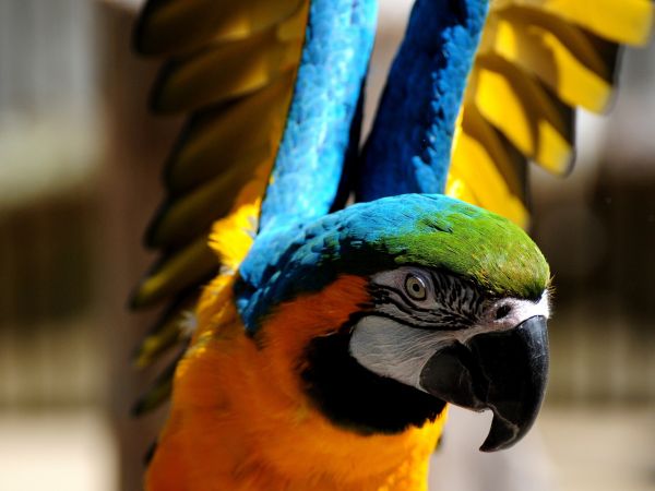 blue, close, 2560x1920 px, and, animals, birds