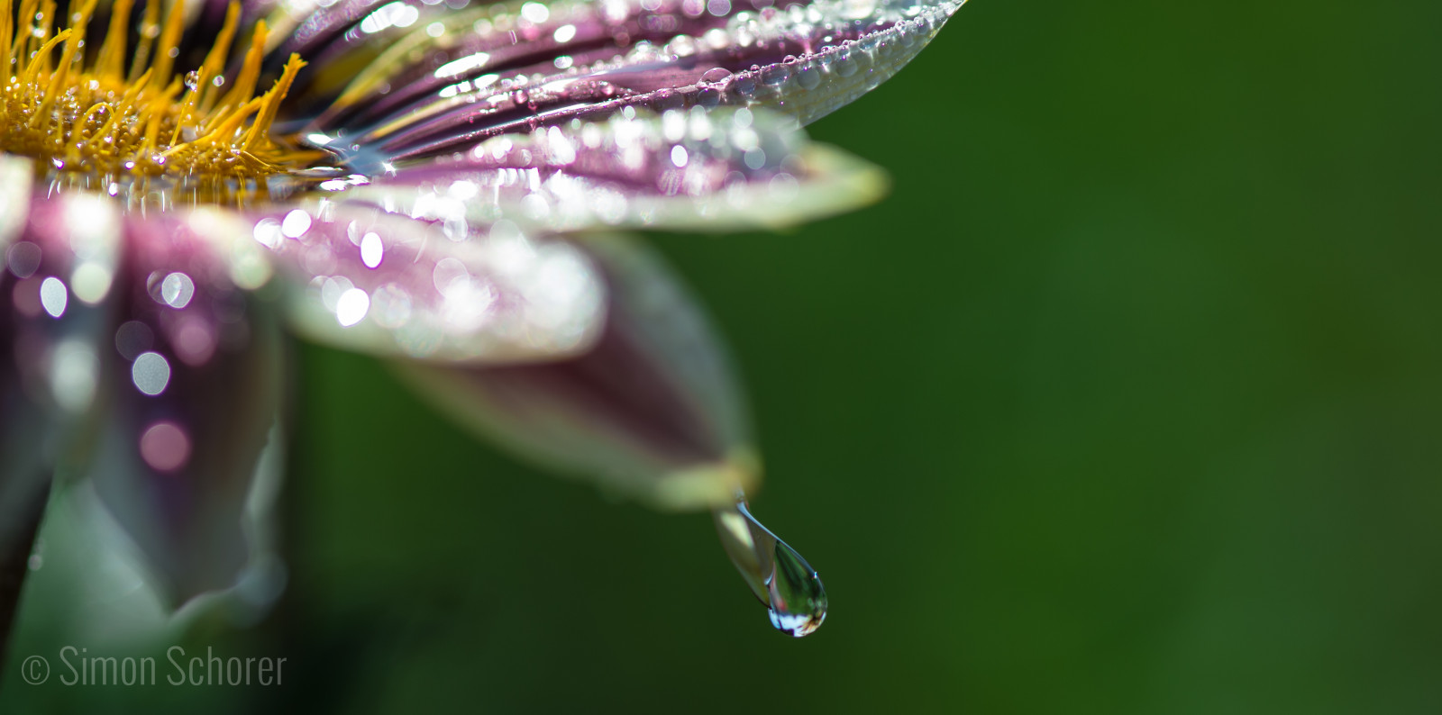 květ, Lístky, flóra, květ, pflanze, blumen, tyčinky, květ, gazania, asteraceae, dešťová kapka, zelí, GEW chs, Gr nzeug, mittagsgold, GEH lz, Korbbl tler, rostlina, Cichorioideae, Mittagsgoldblumen, Gazanien, Andovaries, mygearandme, mygearandmepremium, mygearandmebronze, mygearandmesilver, photographyforrecreationeliteclub, vigilantphotographersunite, vpu2, vpu3, photographyforrecreationclassic, Sonnentalergenannt, Typicky zahrnující písmena, Častovysoká barevná