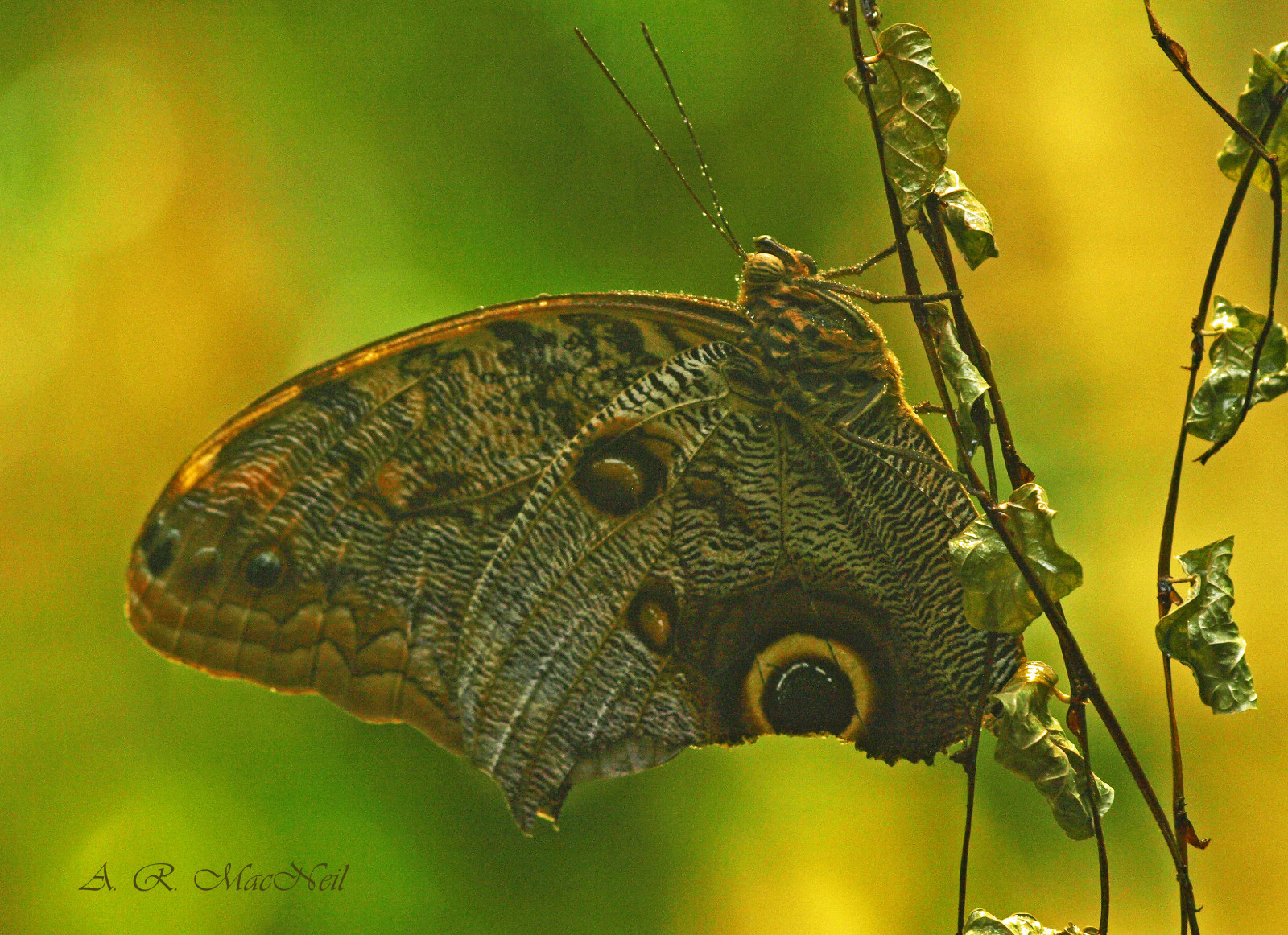 natur, makro, sommerfugl, insekt, flyvende, dyreliv, tropisk, Canada, Amazon, akvarium, Vancouver, Olympus, mygearandme, levende, fauna, Sydamerika, Britisk Columbia, tæt på, makrofotografering, hvirvelløse, leddyr, organisme, bestøver, møl og sommerfugle, lycaenid, peleidesbluemorpho, theemperor, børste footed sommerfugl, flyinginsect, olympusdigitalcamera, vancouveraquarium, bluemorpho, amazonexhibit, tropicalbutterfy