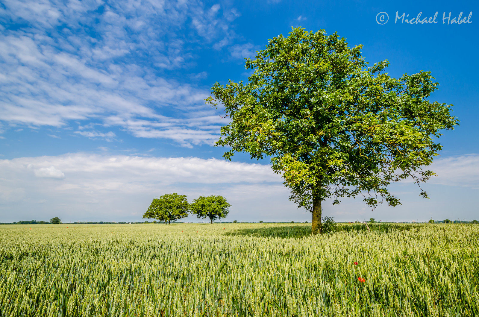 krajina, tráva, nebe, pole, větev, panoráma, plakát, DX, mrak, strom, den, Landschaft, lučina, fotografie, natur, deutschland, pastvina, vegetace, K, zemědělství, louka, plantáž, prostý, ngc, nikonflickraward, autofocus, během dne, Německo, letní, D5100, prérie, oříznutí, schwarzwald, Černý les, badenwuerttemberg, Landkreis, s dbaden, nikond5100, venkov, dřevina, ekosystém, tráva rodina, savana, zboží, neloupané pole, weitwinkel, perspektiva, ekoregion, nd1000, regio, Bádensko-Württembersko