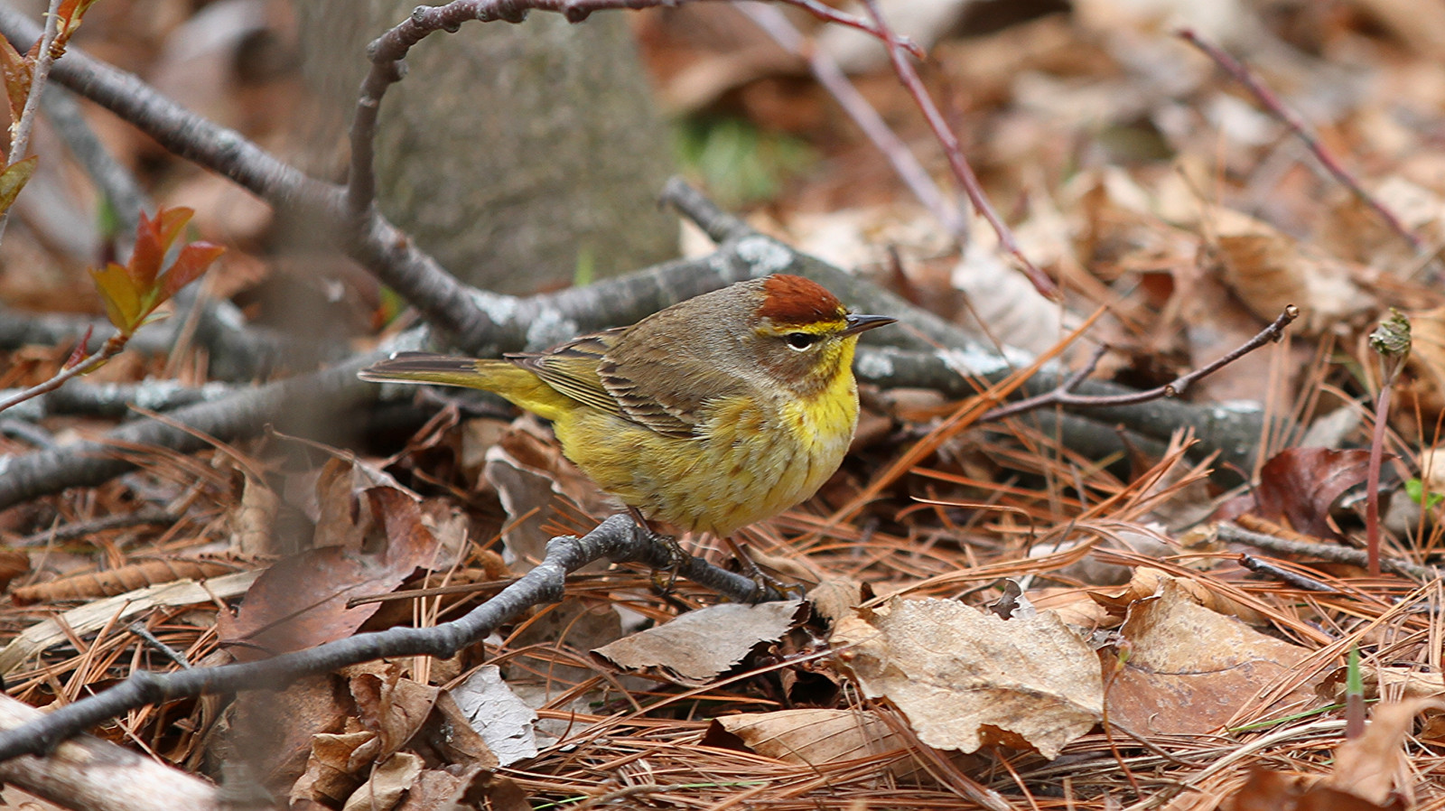 les, ocas, Příroda, Červené, křídla, peří, větev, žlutý, hnědý, Volně žijících živočichů, Nohy, Kanada, kanadský, život, jehly, štětec, zobák, Kozoroh, Ontario, Vrabec, list, pták, pěnkava, divoký, oko, pěnice, Pírko, les, patro, podlaha, dno, borovice, křídlo, mužský, fauna, lepit, pom, větvička, prohlížení pták, organismus, Lejskovití, Emberizidae, střízlík, whitby, okoun, palmwarbler, Husté dřevo, plant community