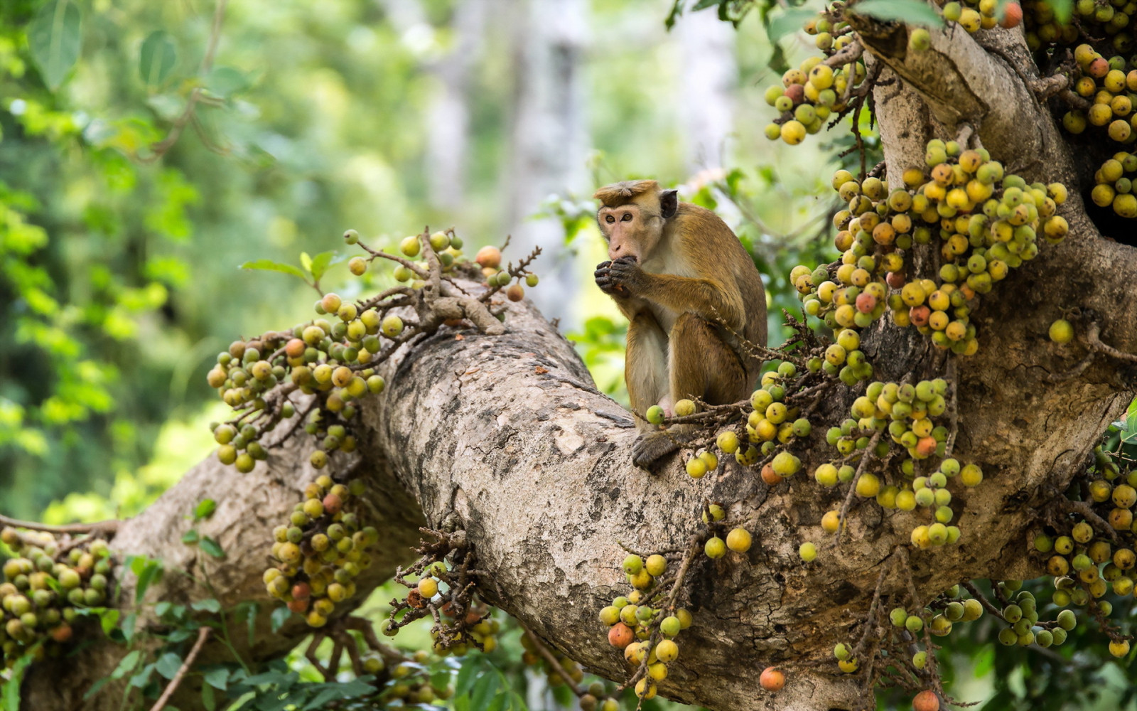 Wallpaper apes, mammals, trees, fruit, animals, nature 1920x1200