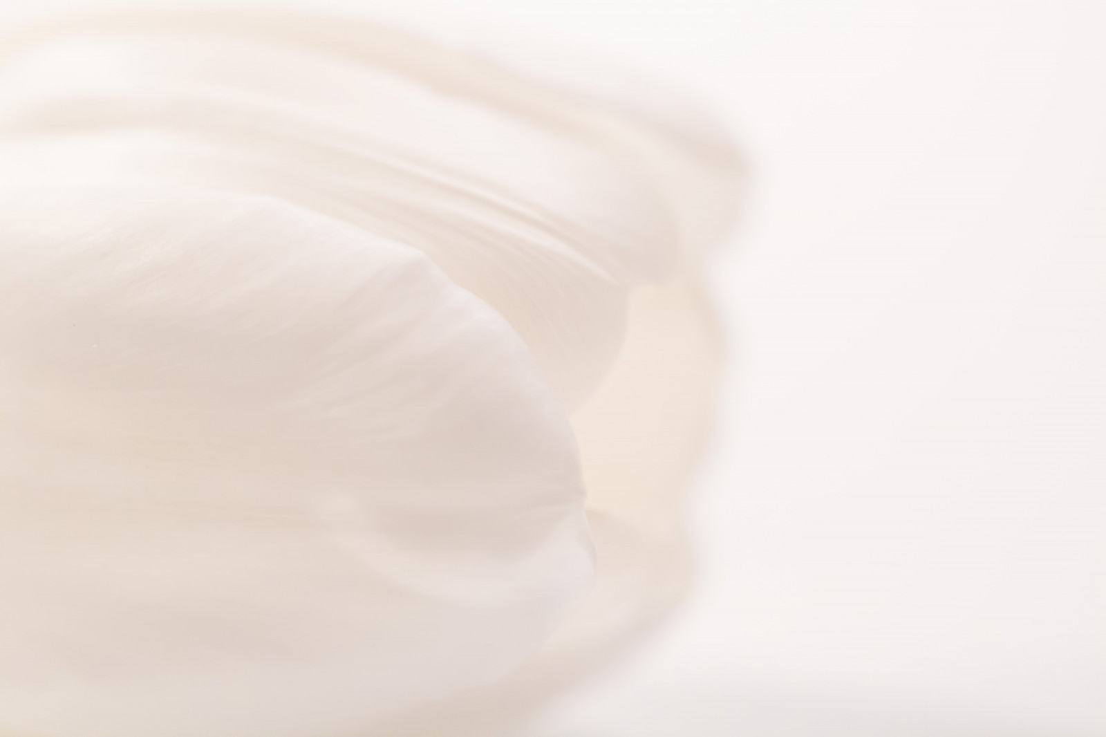 bílý, růžový, kůže, květ, ruka, highkey, Blomma, Tulpan, materiál, okvětní lístek, vit, tiulip, textil, zblízka, příchuť, nádobí