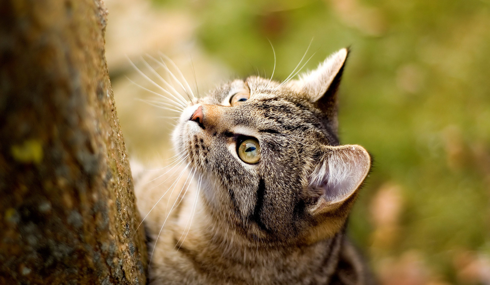 gatto, erba, natura, gattini, barba, gatto selvatico, occhio, gatti, fauna, mammifero, avvicinamento, gatto come mammifero, fotografia macro, grugno, di piccole e medie dimensioni gatti, carnivoran, tabby cat, organismo, gatto a pelo corto domestico, shorthair europeo, micio, 2560x1488 px, Immagini desktop graziose, Immagini del gatto, Foto di gatto, Sfondi per gatti, Tagliatelle, Immagini di felino, sul muro, Pussycats