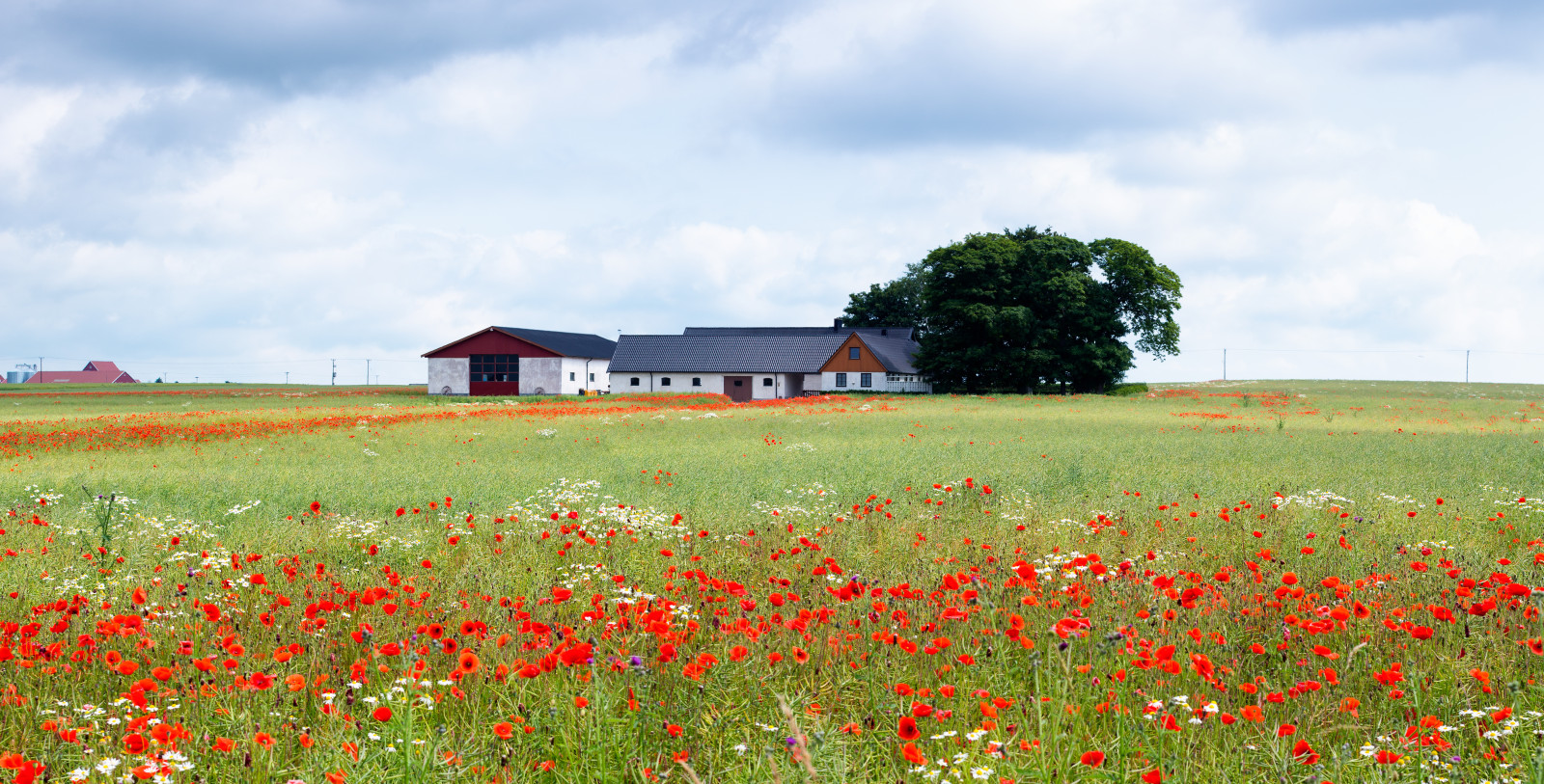 panoráma, Skane, Švédsko, hospodařit, mák, Sverige, Scania, gard, vallmo, Borrby, hammenh g, sk nel n, Canonef50mmf12lusm, canoneos5dmarkiii, Simrishamns, Olovsf lt