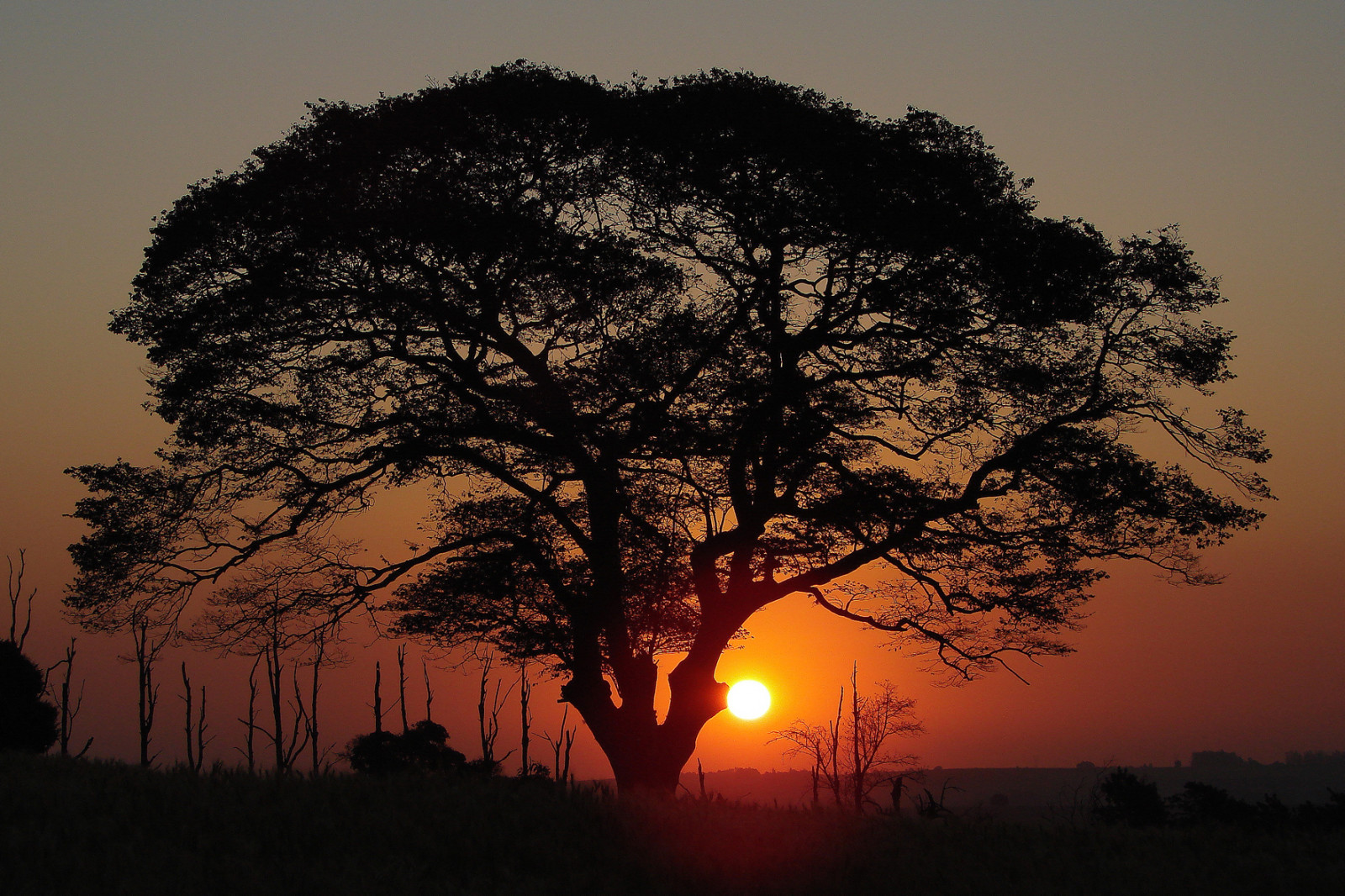 แสงแดด, แนวนอน, พระอาทิตย์ตก, ธรรมชาติ, ท้องฟ้า, ภาพเงา, สาขา, พระอาทิตย์ขึ้น, สีเขียว, ตอนเย็น, เช้า, ดวงอาทิตย์, ขอบฟ้า, บรรยากาศ, ชีวิต, พลบค่ำ, ความสงบ, โซล, ต้นไม้, รุ่งอรุณ, ปลูก, Vida, natureza, blueribbonwinner, paz, Arvore, excapture, วอลล์เปเปอร์คอมพิวเตอร์, สายัณห์, ไม้ยืนต้น, วัตถุดาราศาสตร์, สะวันนา, animais