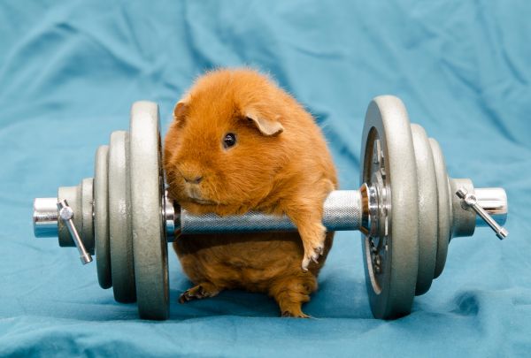 guinea pigs, rodent, mammal, vertebrate, guinea pig