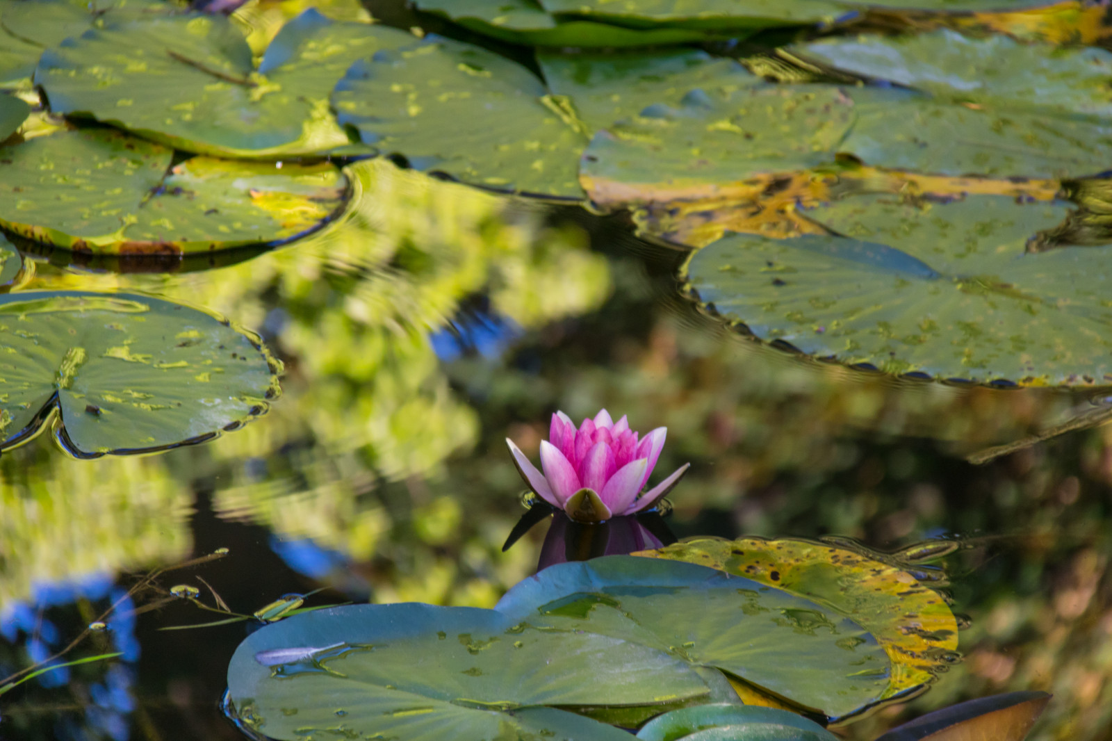 slunečnímu záření, Příroda, odraz, větev, zelená, rybník, strom, podzim, list, květ, rostlina, sezóna, flóra, Blomma, Lund, damm, botaniskatr dg rden, leknín, n ckros, reflektion, Botanická zahrada, okvětní lístek, fauna, divoká rostlina, zálesí, botanika, suchozemská rostlina, kvetoucí rostlina, ekosystém, makro fotografie