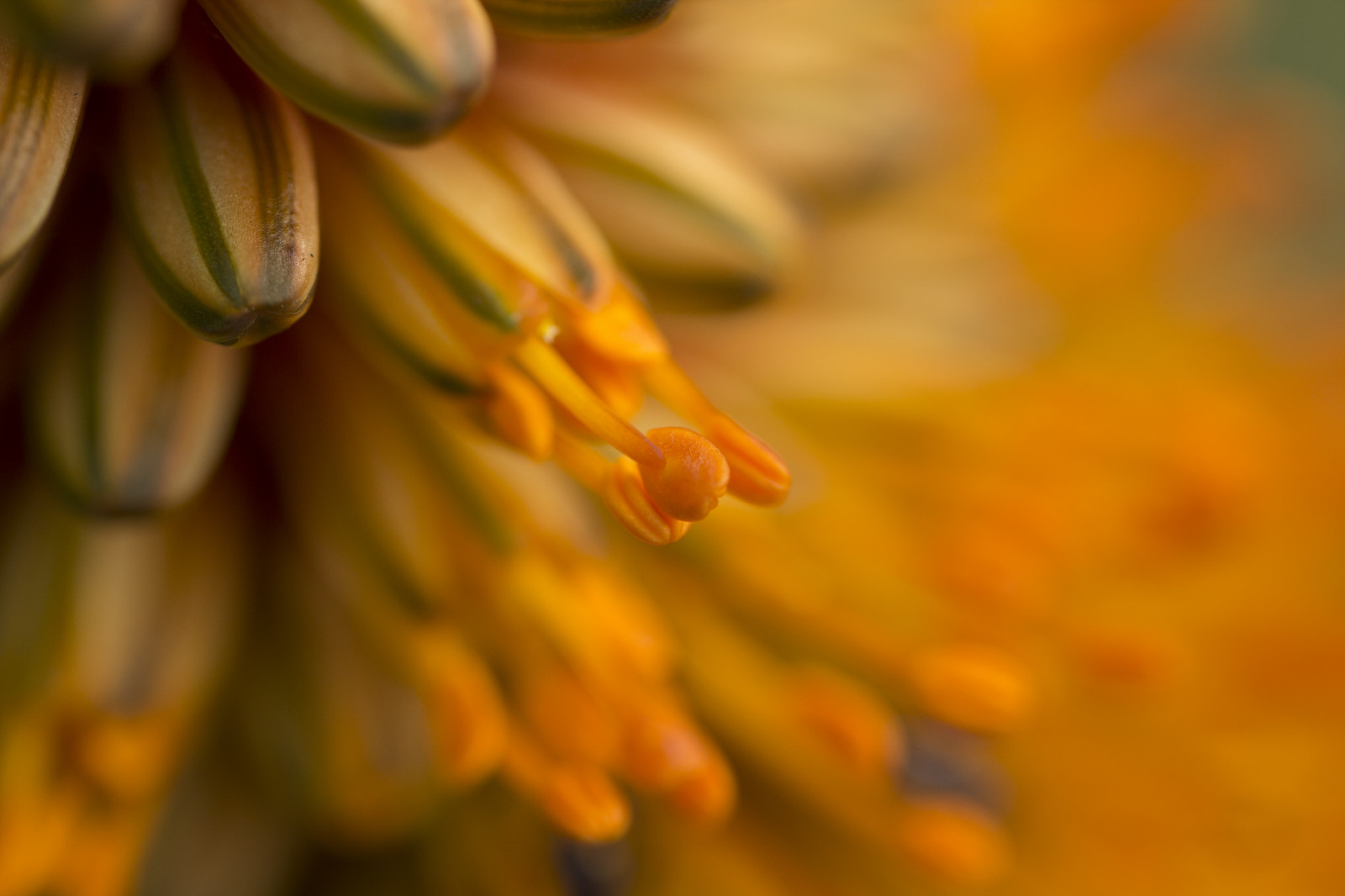 slunečnímu záření, zahrada, Příroda, park, zima, žlutý, ráno, Kánon, oranžový, pyl, jaro, Austrálie, Victoria, Melbourne, 2014, květ, rostlina, flóra, pupen, červenec, Botanická zahrada, okvětní lístek, eos, 60d, 100mm, divoká rostlina, počítač tapeta, botanika, zblízka, makro fotografie, závod stonek, botanické, macrolens, Melbournebotanicgardens, Royalbotanicgardensmelbourne