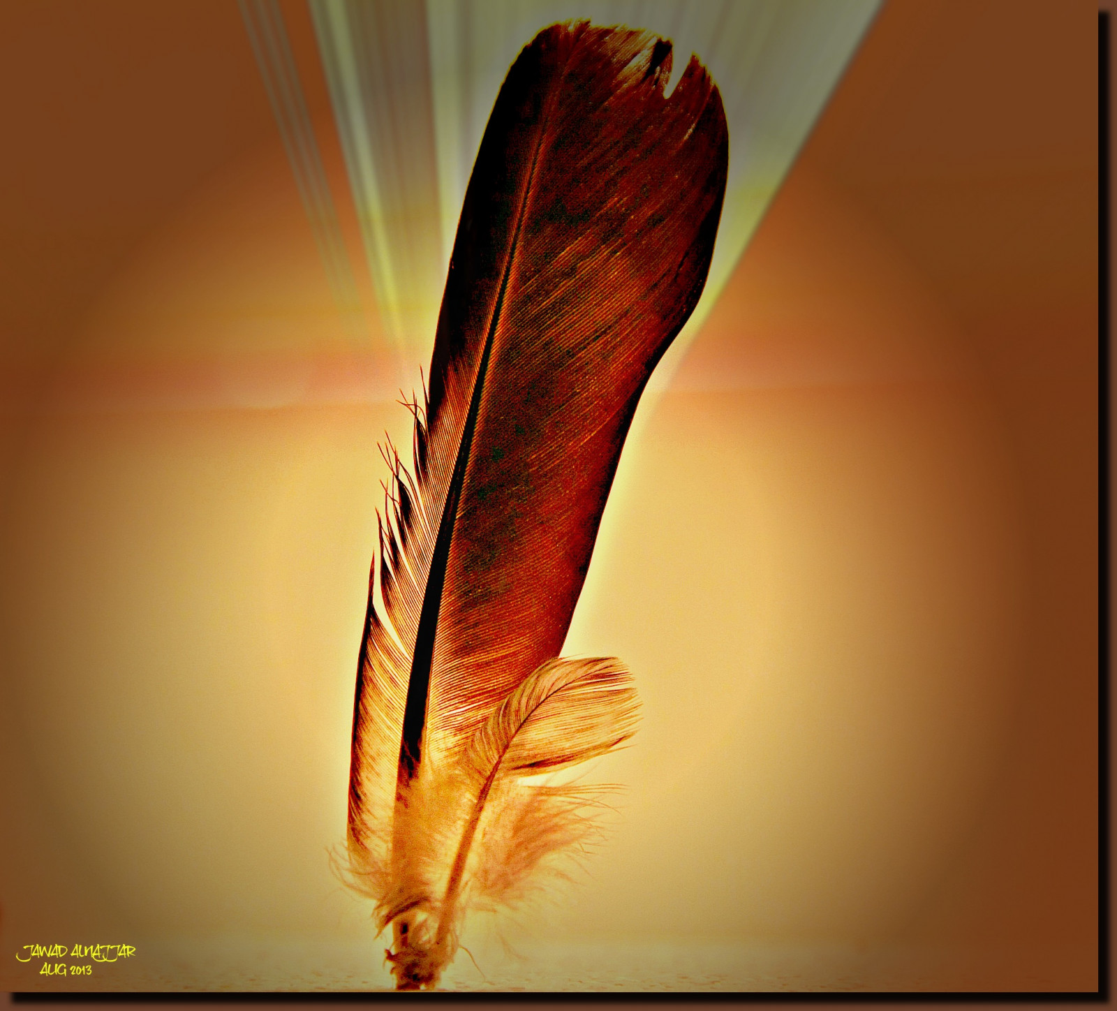 Wallpaper : feather, close up, macro photography, still life