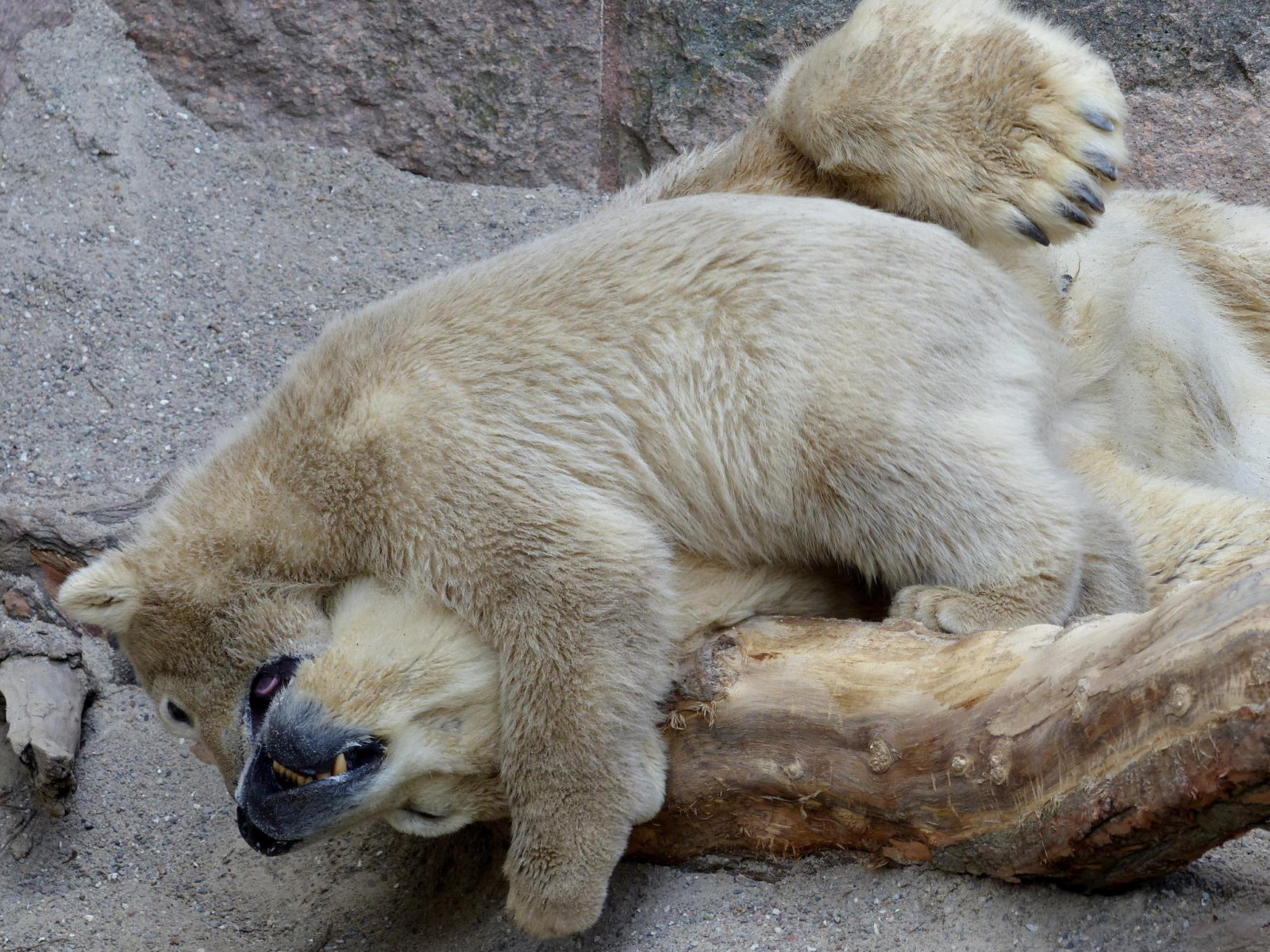 Tyskland, dyreliv, bar, pels, Zoo, Europa, Vera, de, isbjørn, Rostock, bjørn, fauna, specanimal, snude, isbjørn, eisb r, ursusmaritimus, zoorostock, Eisb rfiete, Fiete, Eisb rvera, playfulfightwithmom, terrestrial animal