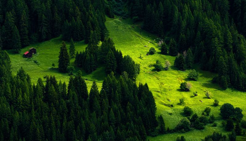stromy, krajina, les, kopec, Příroda, zelená stromy, krajina, les, kopec, Příroda, zelená