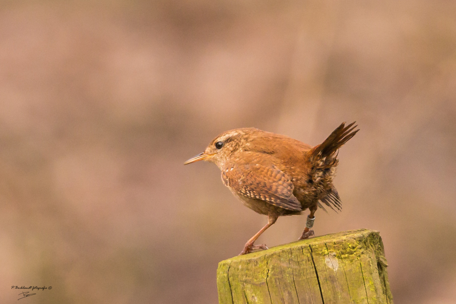 ptactvo, zvěř, Příroda, Volně žijících živočichů, Belgie, zobák, zvíře, pták, divoký, červenka, oiseau, vogel, fauna, prohlížení pták, obratlovců, zblízka, makro fotografie, červenka obecná, Lejskovití, slavík, střízlík, divoké zvíře, winterwren, winterkoning