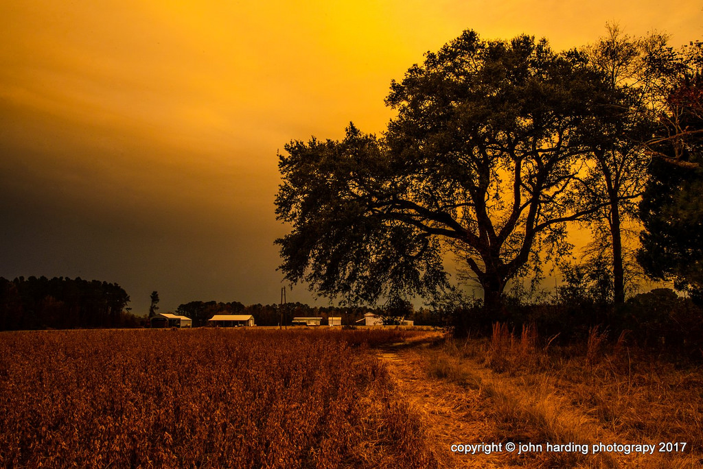 slunečnímu záření, krajina, podzim, západ slunce, Příroda, nebe, pole, svítání, večer, ráno, slunce, hospodařit, horizont, soumrak, cesta, mrak, strom, podzim, list, květ, svítání, rostlina, sezóna, venkov, atmosférický jev, dřevina, savana, tisdale, easternnc, sója, thepathbeneaththeliveoak, Liveoak, november2016