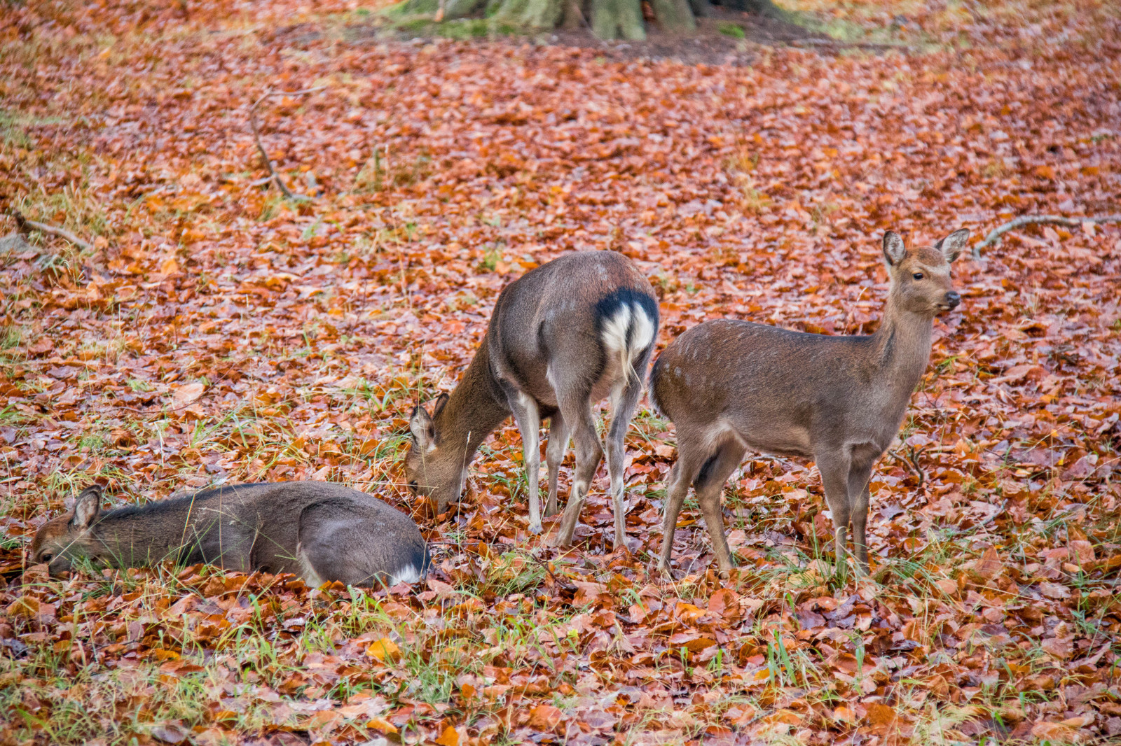 les, Jelen, park, Volně žijících živočichů, Dánsko, tundra, podzim, les, Danmark, Skog, Dyrehaven, j gersborg, j gersborgdyrehave, fauna, savec, obratlovců, bílá sledoval jelena