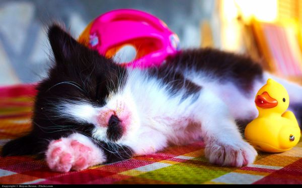 pink,cat,mammal,small to medium sized cats,vertebrate,whiskers