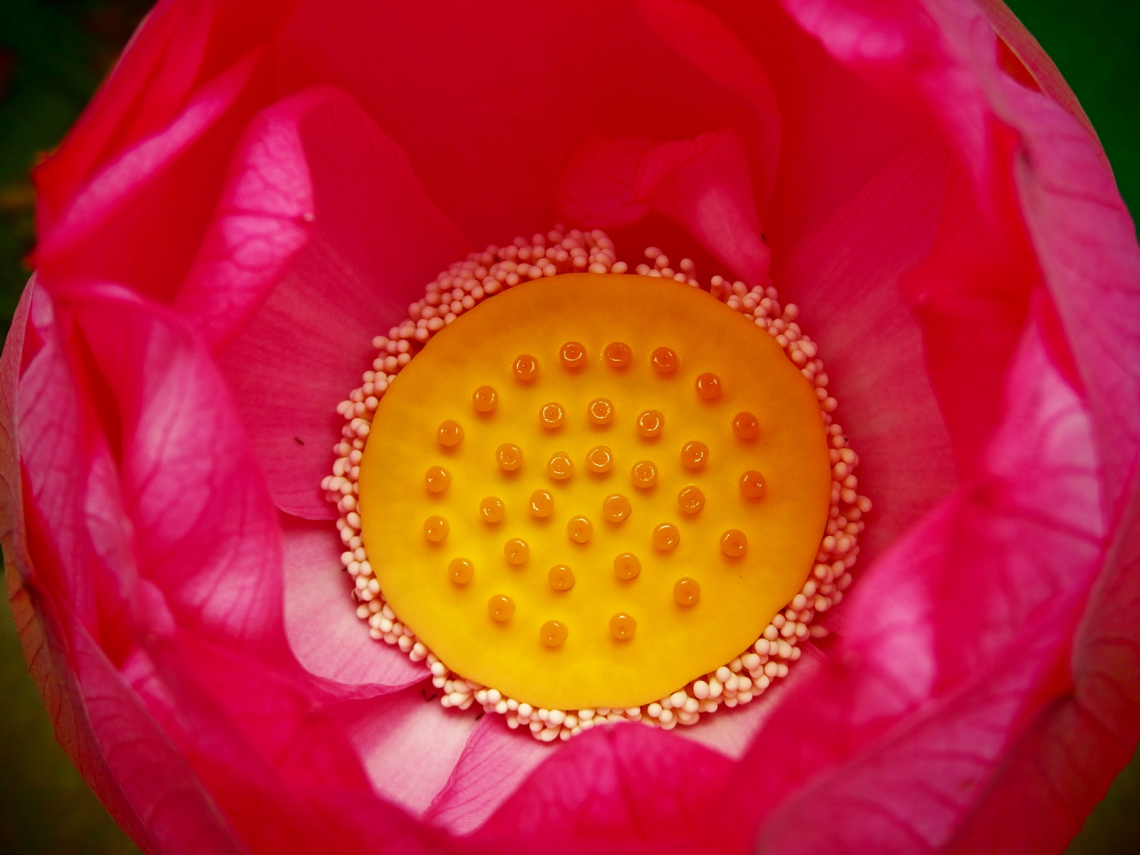 Japonsko, Červené, žlutý, růžový, květ, rostlina, kobe, llotus, okvětní lístek, suchozemská rostlina, kvetoucí rostlina, makro fotografie