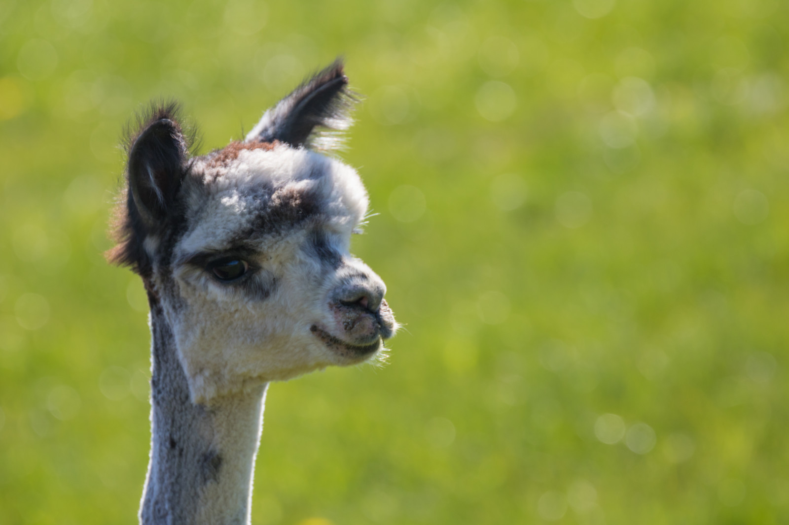 Wallpaper : grass, Zoo, animal, alpaca, alpacka, djur, pasture, llama ...