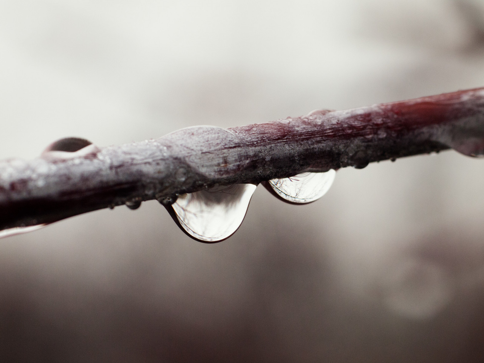 voda, zblízka, makro fotografie, větvička, větev, zmrazení, zima, pokles