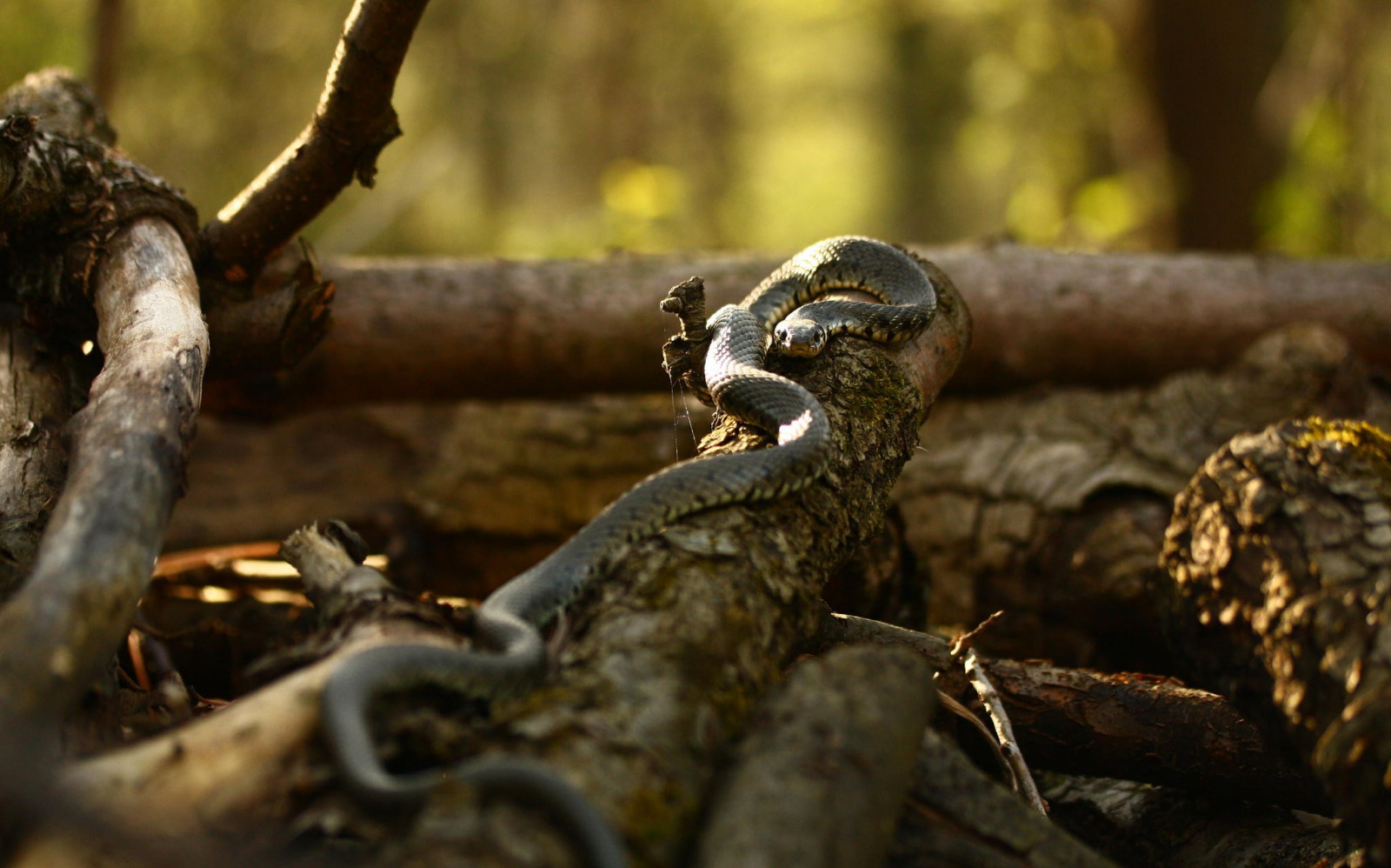 natura, fotografia, legna, ramo, serpente, natura, bokeh, serpente, rettile, fauna, vertebrato, fotografia macro, rettile scala, Boas