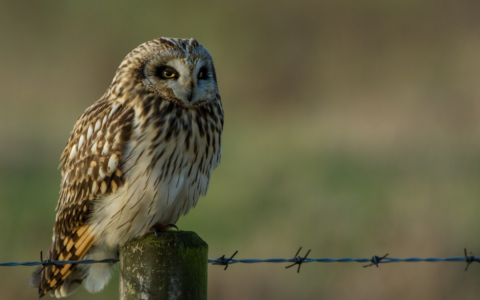 ptactvo, zvěř, Příroda, větev, Volně žijících živočichů, dravý pták, sova, zobák, Sokol, pták, jestřáb, káně, křídlo, fauna, 1920x1200 px, prohlížení pták, obratlovců, Accipitriformes
