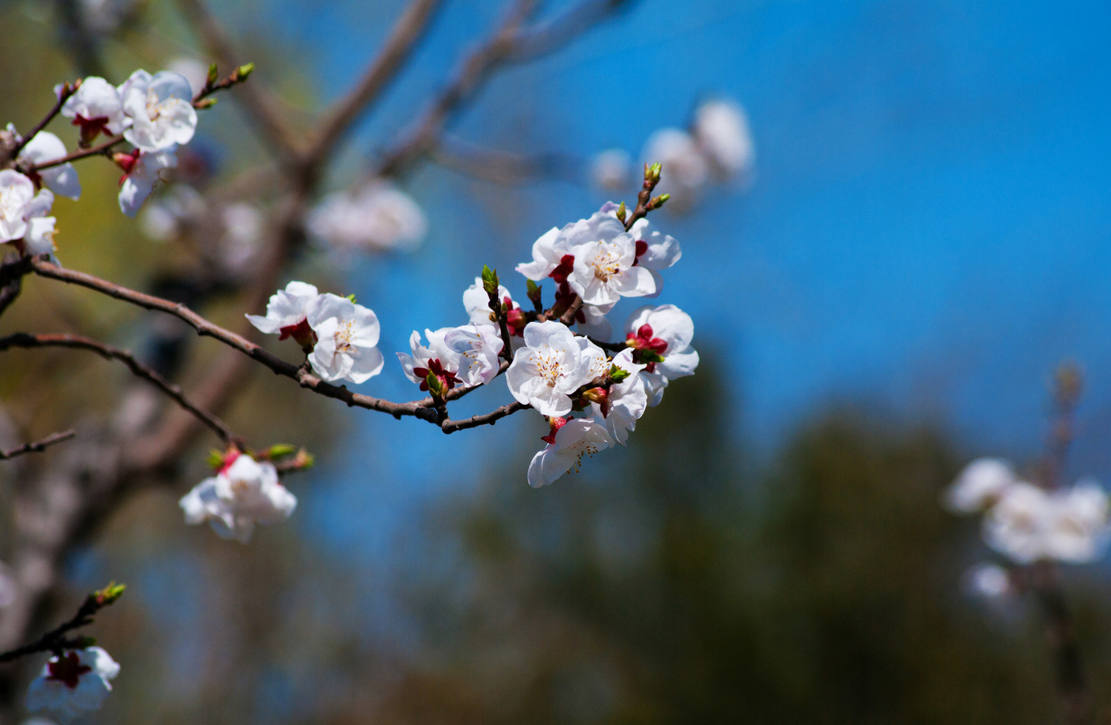 jídlo, květiny, Příroda, větev, ovoce, Třešňový květ, květ, jaro, barva, Krásná, strom, květ, rostlina, sezóna, flóra, okvětní lístek, vyrobit, botanika, zblízka, makro fotografie