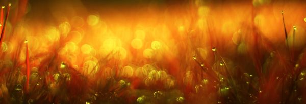 red,water,orange,postprocessed,yellow,Photoshop