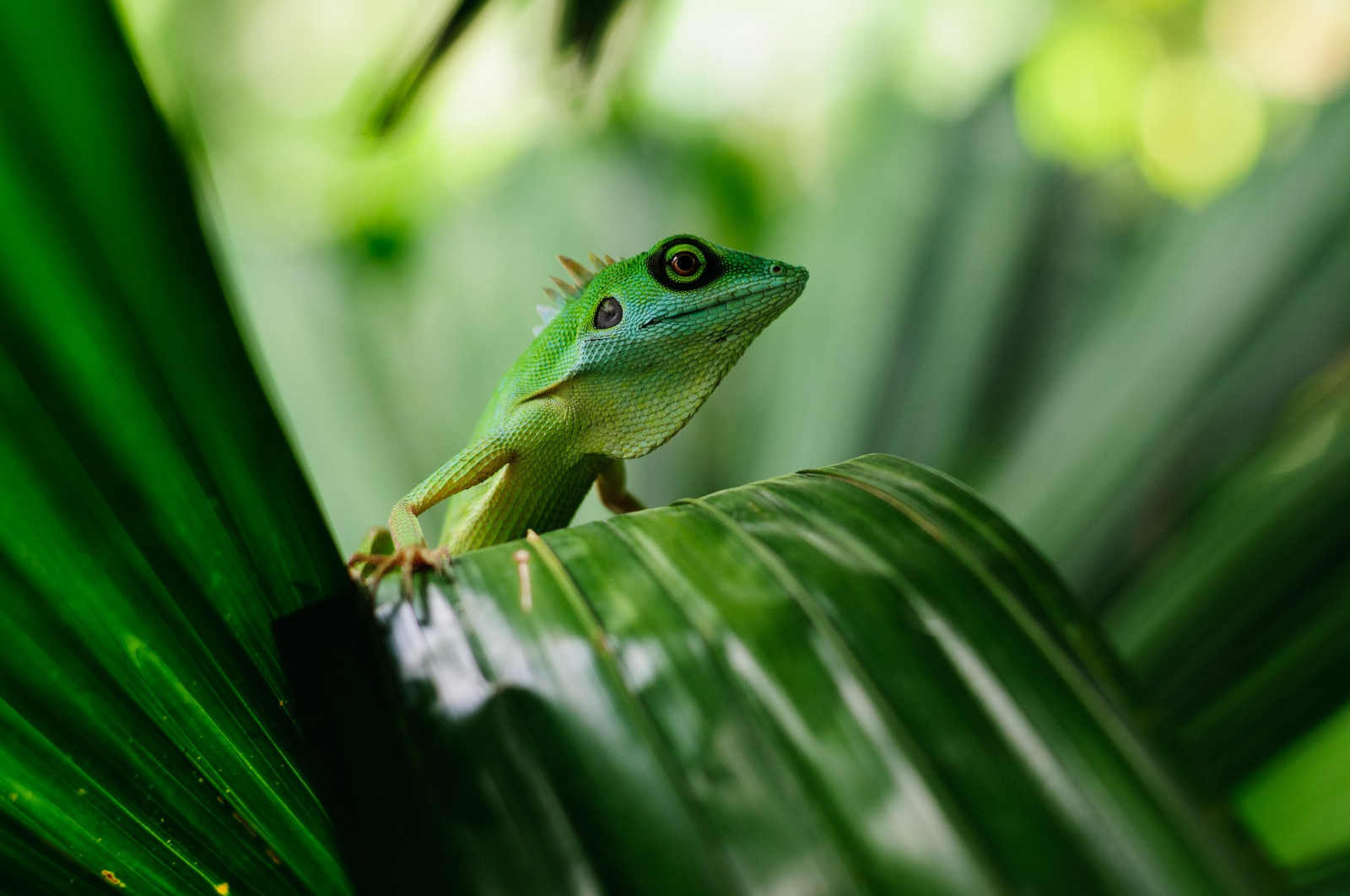 zvěř, Příroda, ještěři, tráva, zelená, Volně žijících živočichů, žába, obojživelník, plazi, zobák, list, květ, plaz, tropy, fauna, obratlovců, botanika, zblízka, makro fotografie, Rosnička, dactyloidae