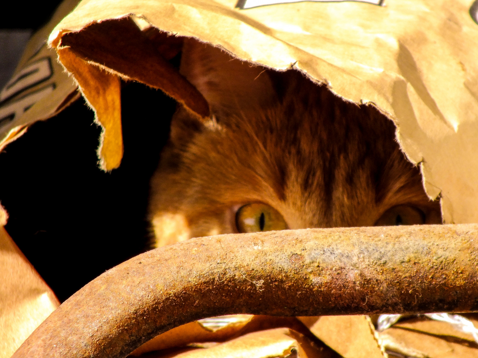 Wallpaper : cat, eyes, chat, fuji, yeux, hidden, ojos, gato, finepix