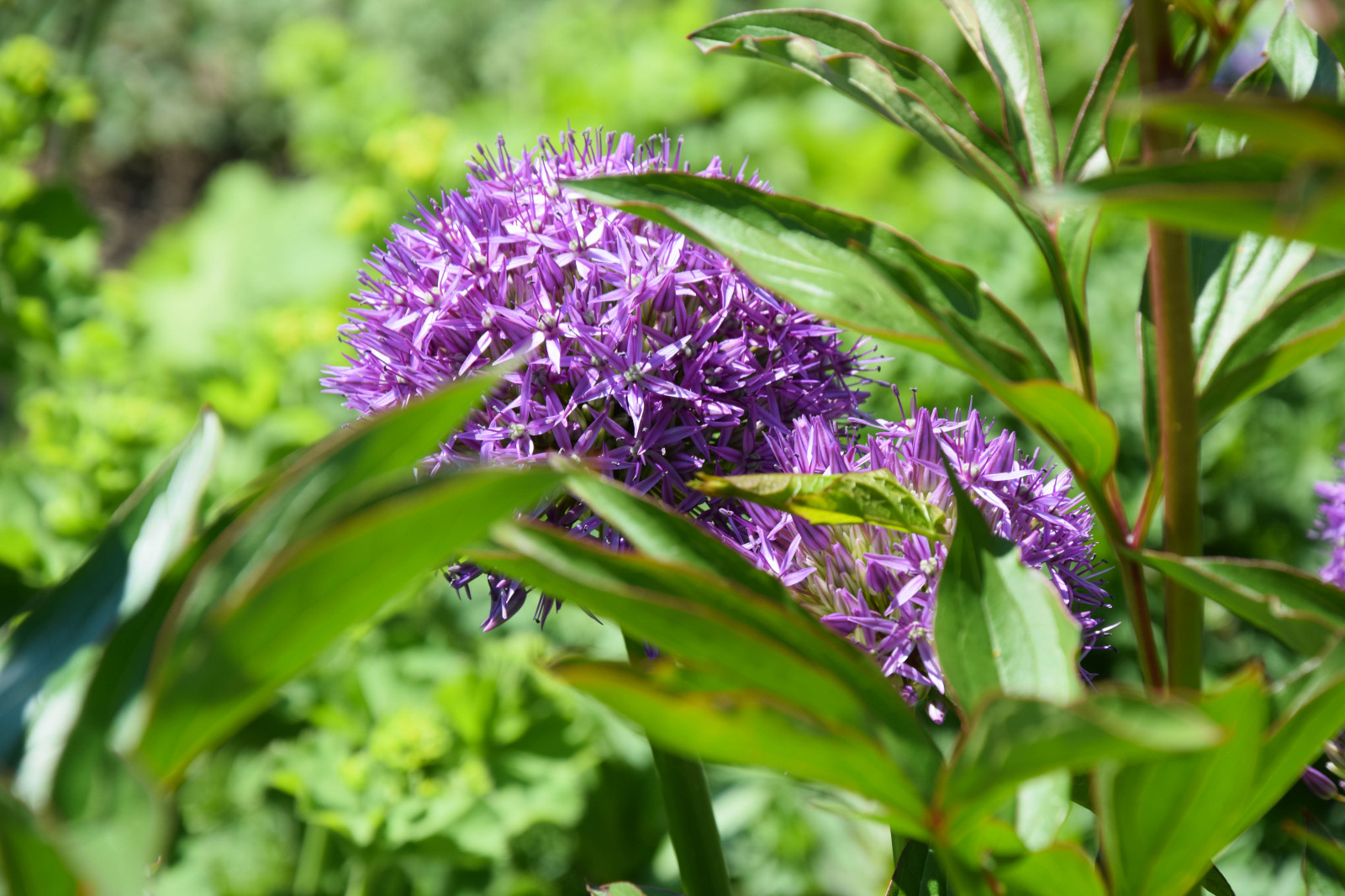 květiny, zahrada, Příroda, tráva, nachový, zelená, Švédsko, bylina, list, květ, rostlina, flóra, Blomma, lila, v xter, tr dg rd, allium, ballsofallium, louka, divoká rostlina, trávník, botanika, suchozemská rostlina, kvetoucí rostlina, keř, makro fotografie