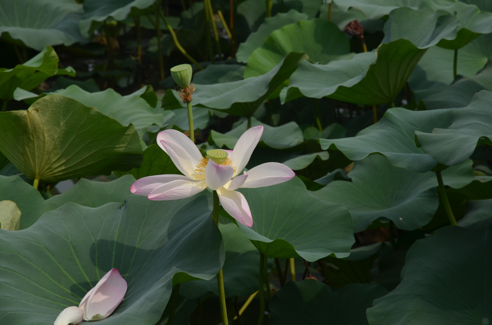 Wallpaper green, pond, lotus flowers, Lotus, leaf, flower, flora