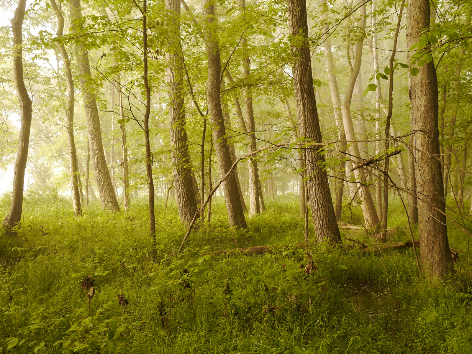 slunečnímu záření, stromy, krajina, les, Příroda, tráva, ráno, mlha, atmosféra, džungle, červen, deštný prales, přírodní rezervace, Ohio, světlo, strom, zlatý, mlha, svítání, lučina, nálada, vegetace, louka, zálesí, háj, sooc, ekosystém, mírné jehličnatý les, biome, kufr, prales, smíšený les, opadavý, křoviny, lužní les, cuyahogavalleynationalpark, Cuyahogariver, Poledne, plant community, spruce fir forest, northern hardwood forest concept, tropical and subtropical coniferous forests, valdivian temperate rain forest