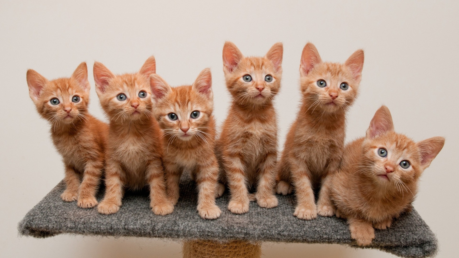 Wallpaper : 1920x1080 px, baby animals, cats, sitting, white background