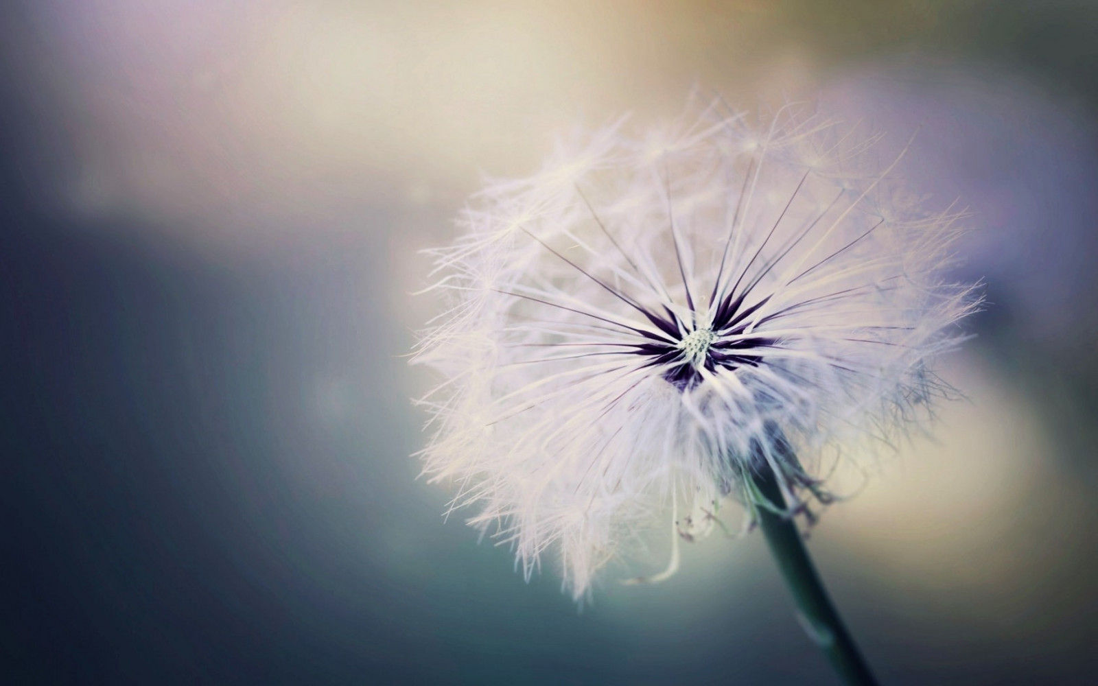 Download 200+ Wallpaper Dandelion Biru Download 200+ Wallpaper Dandelion Biru