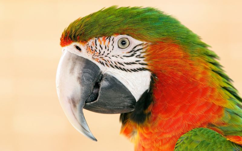 1920x1200 px, Animais, Pássaros, Papagaios 1920x1200 px, Animais, Pássaros, Papagaios