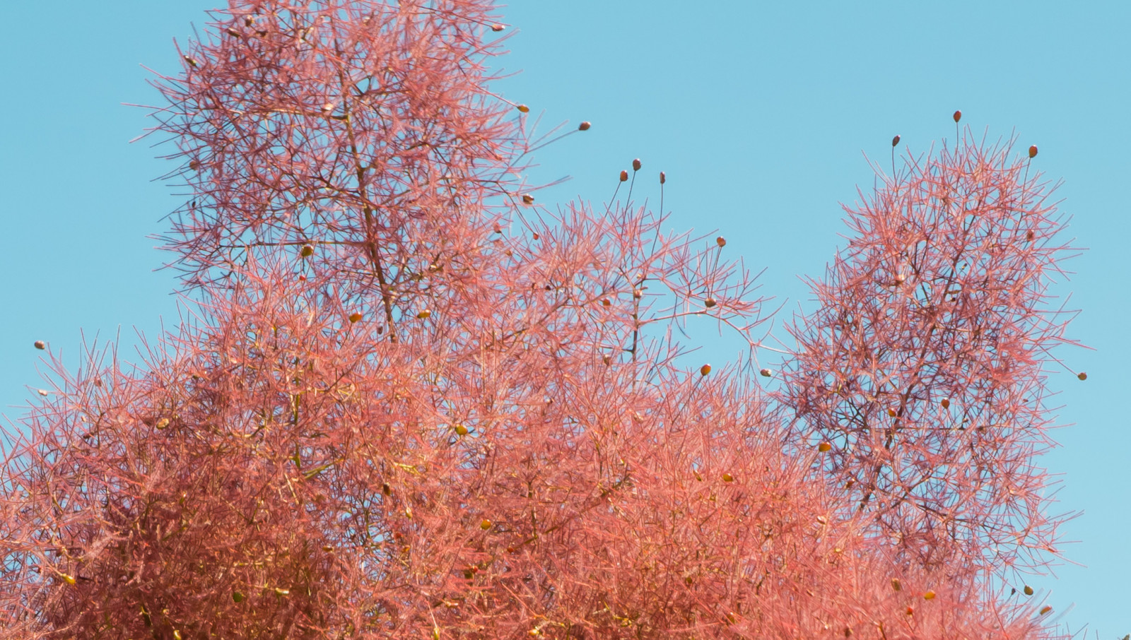 stromy, květiny, nebe, větev, křoví, květ, jaro, Lightroom, Tasmania, strom, podzim, list, rostlina, modrá obloha, sonyalpha, dřevina, opadavý, javor, Cotinus, pinkflowers, Seedpods