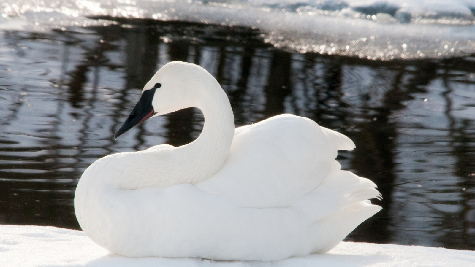 blanco, aves, agua, reflexión, nieve, invierno, cisne, pico, Congelación, Cisnes, pájaro, ala, fauna, 1920x1080 px, Aves acuáticas, vertebrado, AVE acuática, Patos, gansos y cisnes
