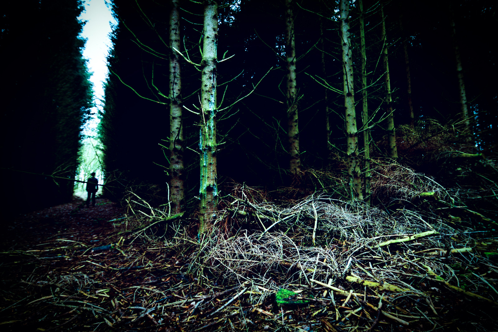 Příroda, les, strom, tma, dřevina, ekosystém, vegetace, spruce fir forest, noc, světlo, zálesí, větev, jev, biome, prales, mírné jehličnatý les, půlnoc, tráva, rostlina, počítač tapeta